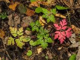 Geranium robertianum. Растение в осенней окраске. Башкортостан, Кугарчинский р-н, окр. дер. Мурадымово, природный парк \"Мурадымовское ущелье\", долина р. Большой Ик, нижняя часть склона скального массива вдоль реки, лиственный лес. 3 сентября 2018 г.