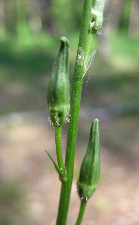 Изображение особи Campanula persicifolia.