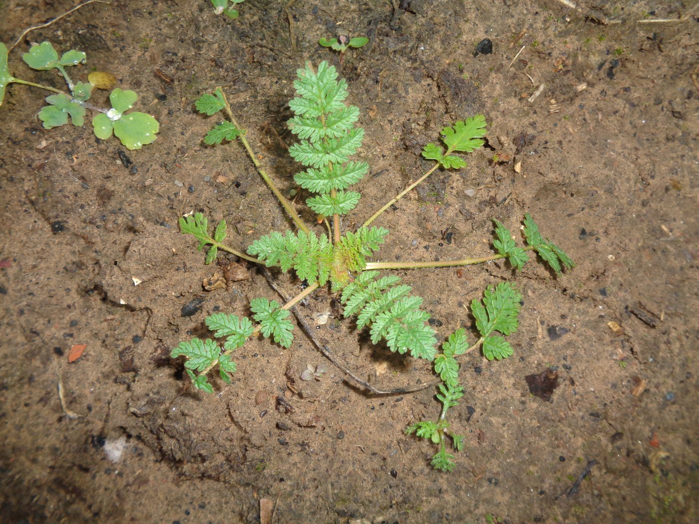 Image of Erodium cicutarium specimen.