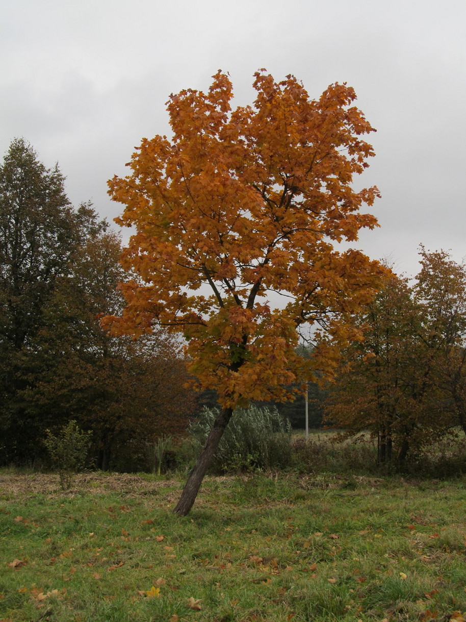 Image of Acer platanoides specimen.