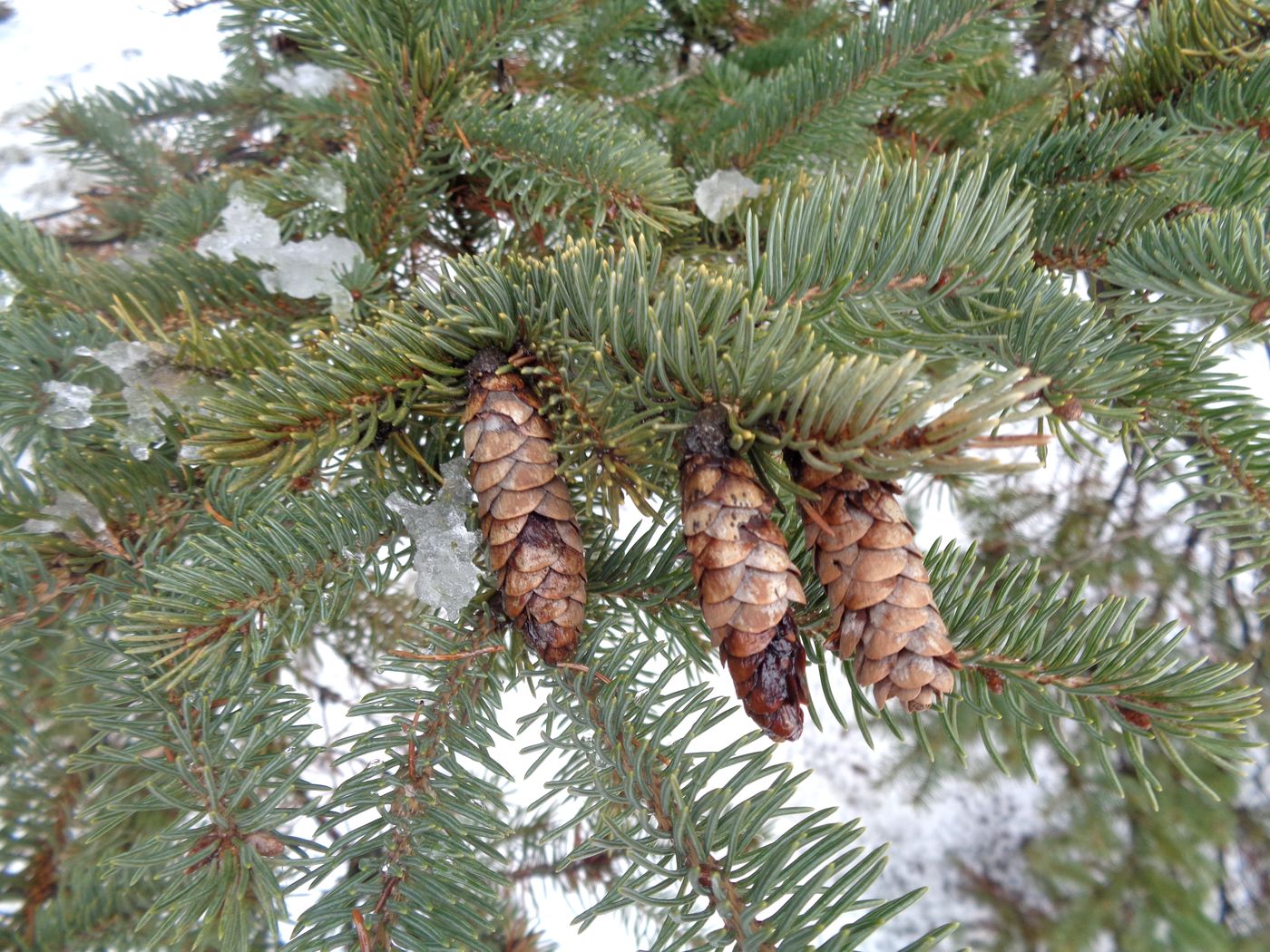 Изображение особи Picea glauca.