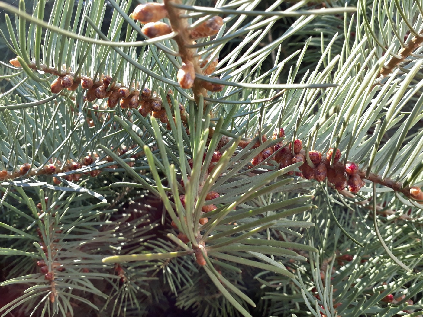 Image of Abies concolor specimen.