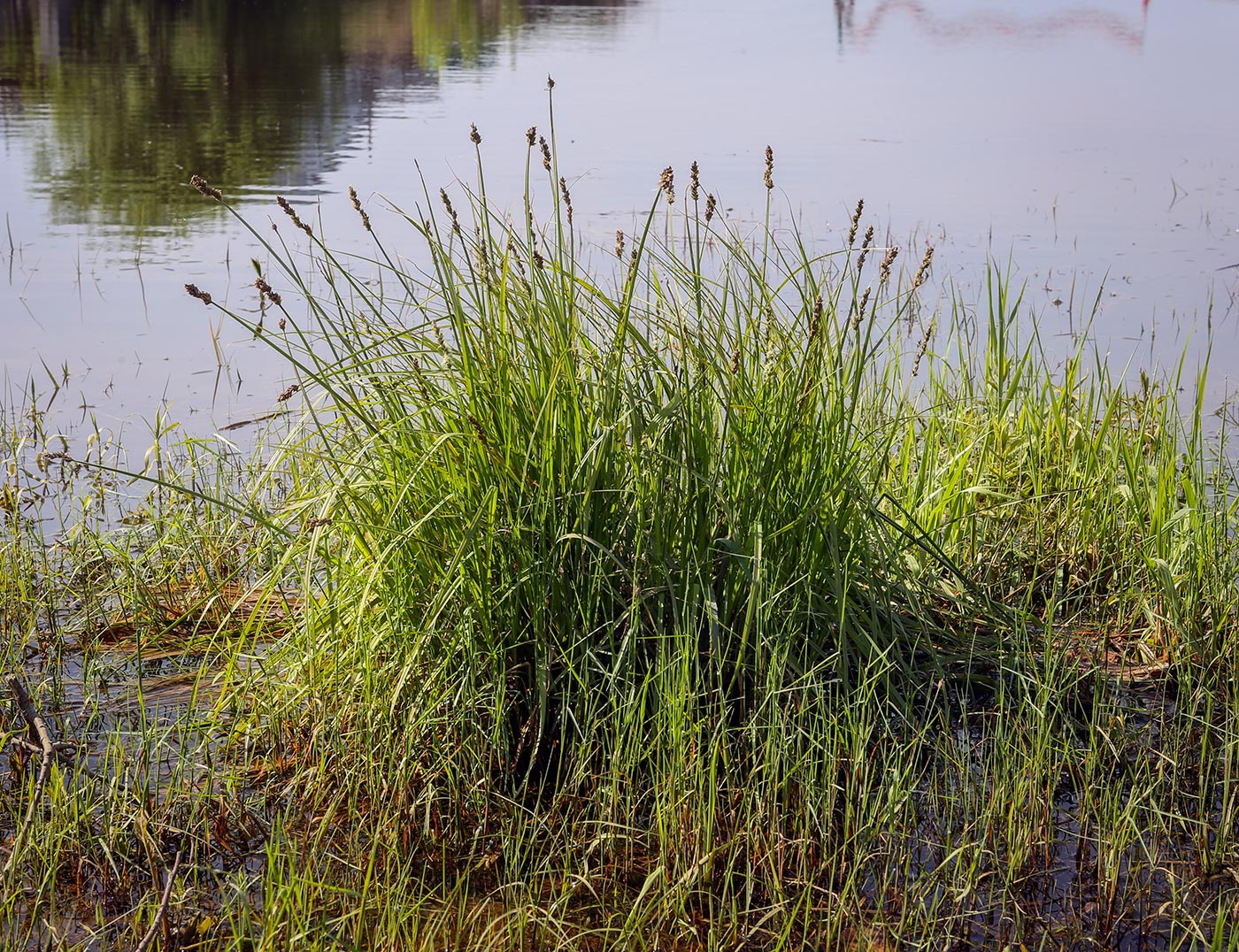 Image of Carex vulpina specimen.