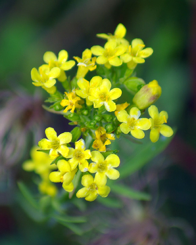 Image of Patrinia sibirica specimen.