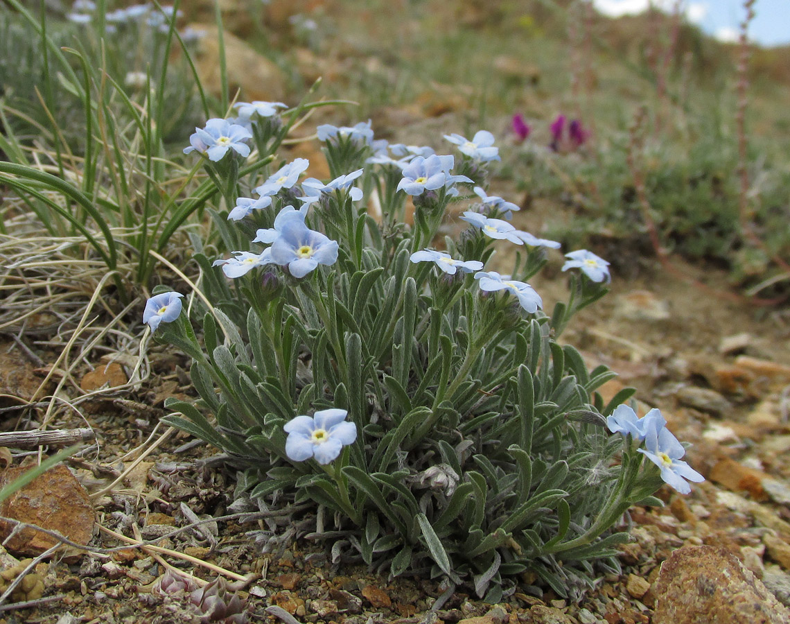 Изображение особи Eritrichium pulviniforme.