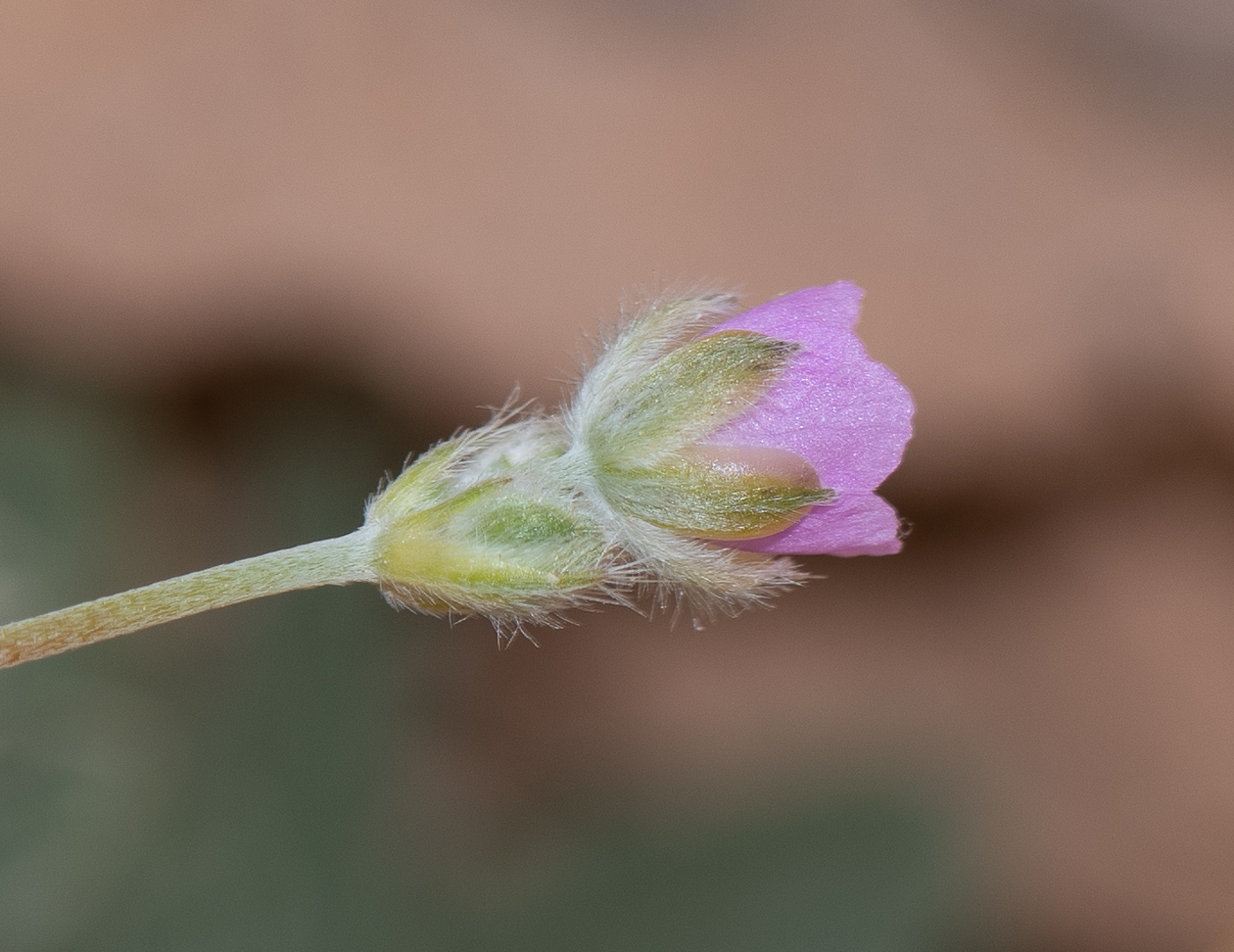 Image of Monsonia heliotropioides specimen.