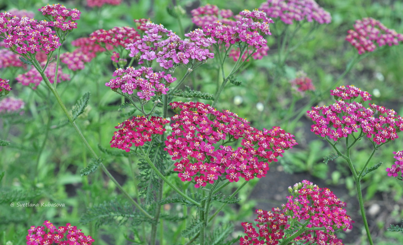 Image of Achillea millefolium specimen.