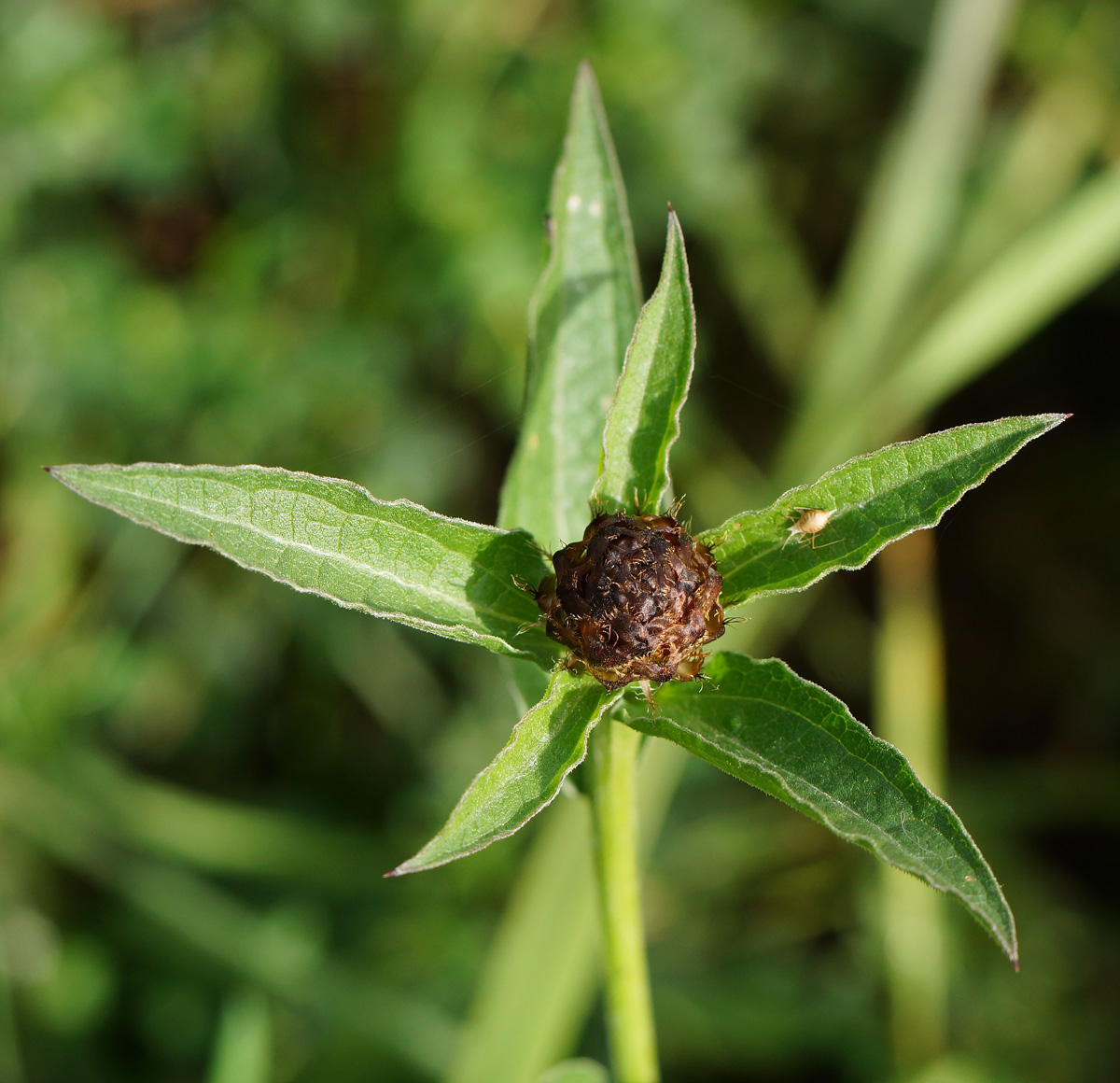 Image of Centaurea jacea specimen.