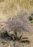 Limonium coriarium. Цветущее растение. Краснодарский край, Темрюкский р-н, окр. станицы Голубицкая, высокий обрывистый берег Азовского моря. 10.08.2018.