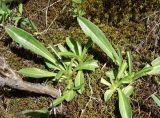 Gentiana olivieri