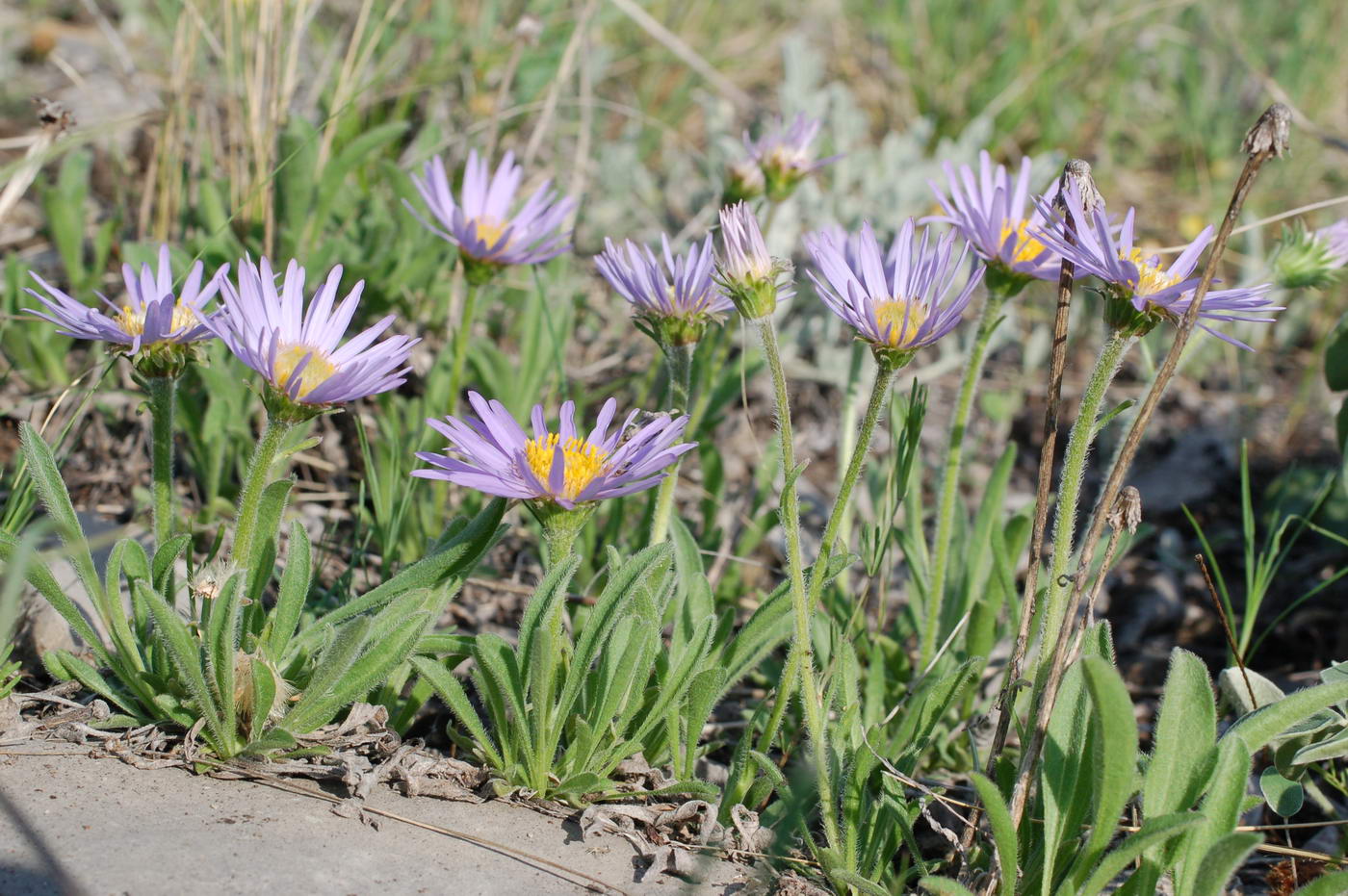 Изображение особи Aster alpinus.