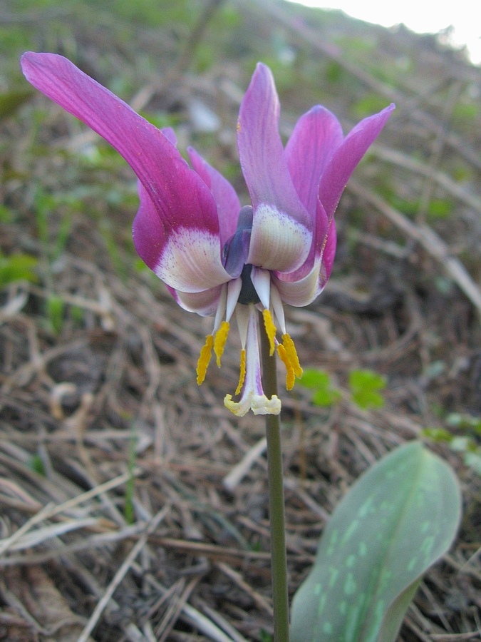 Изображение особи Erythronium sibiricum.