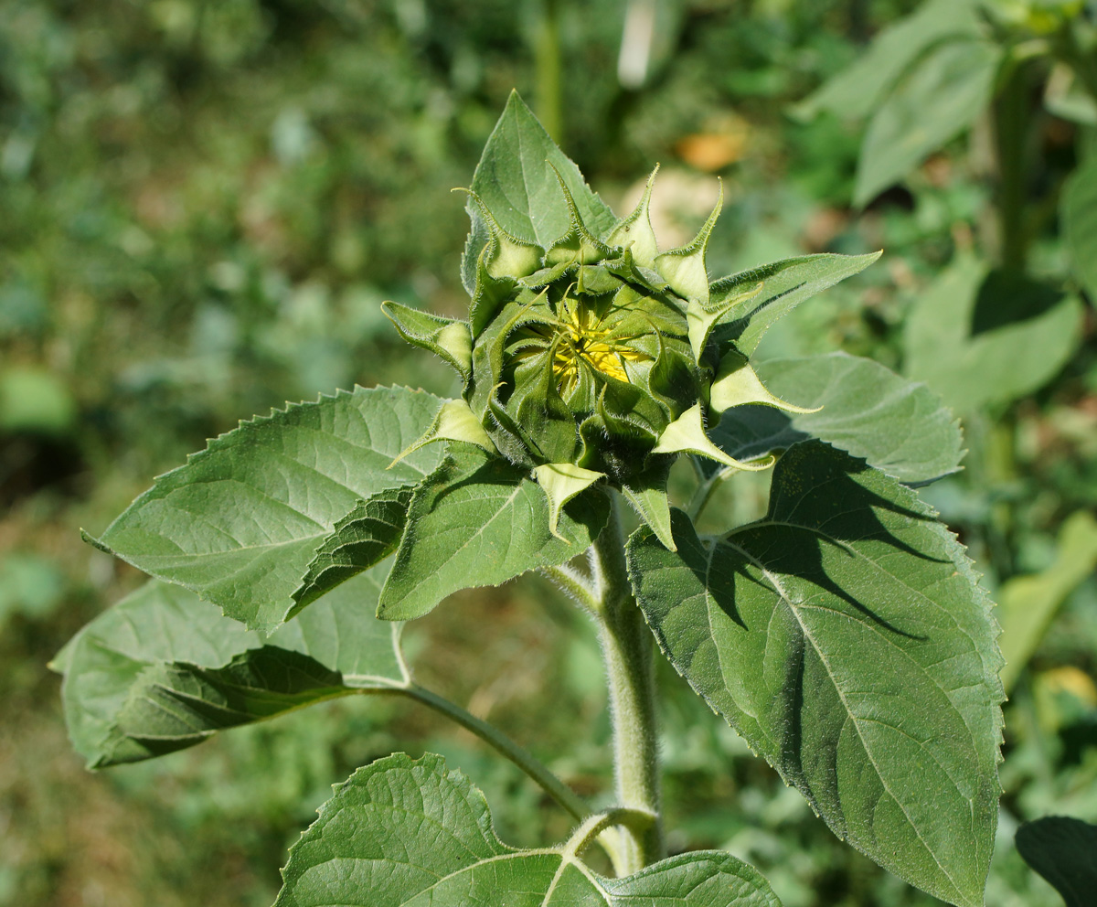 Изображение особи Helianthus annuus.