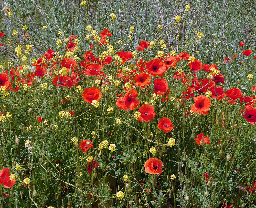 Image of Papaver rhoeas specimen.