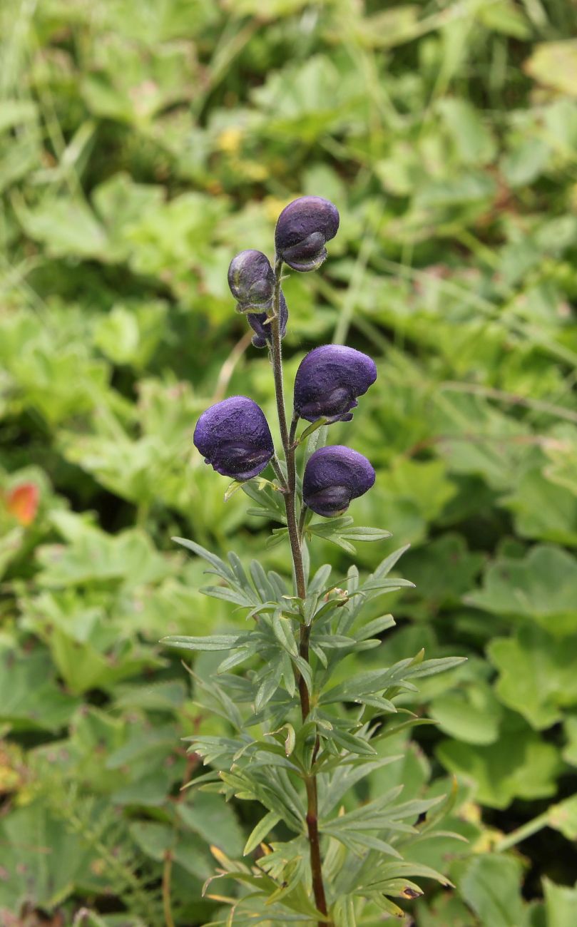 Image of Aconitum glandulosum specimen.