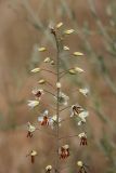 Eremurus soogdianus. Верхушка растения с бутонами и цветками. Южный Казахстан, гора 797.3 0.5 км западнее шоссе Корниловка-Пестели. 20.05.2010.