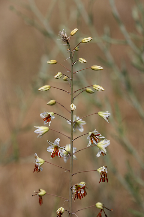 Image of Eremurus soogdianus specimen.