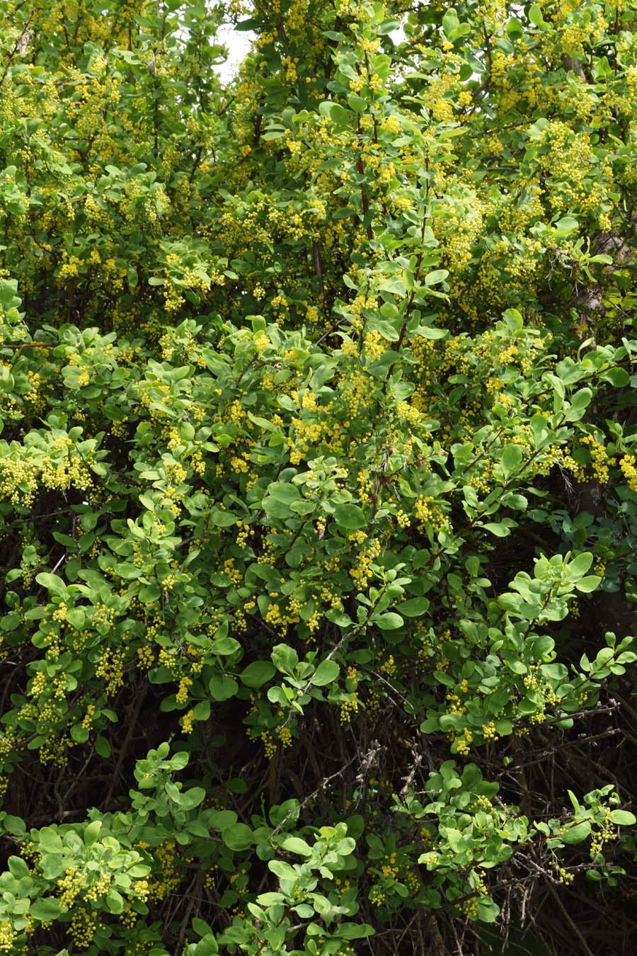 Image of Berberis integerrima specimen.