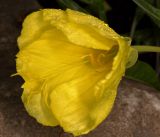 Oenothera macrocarpa