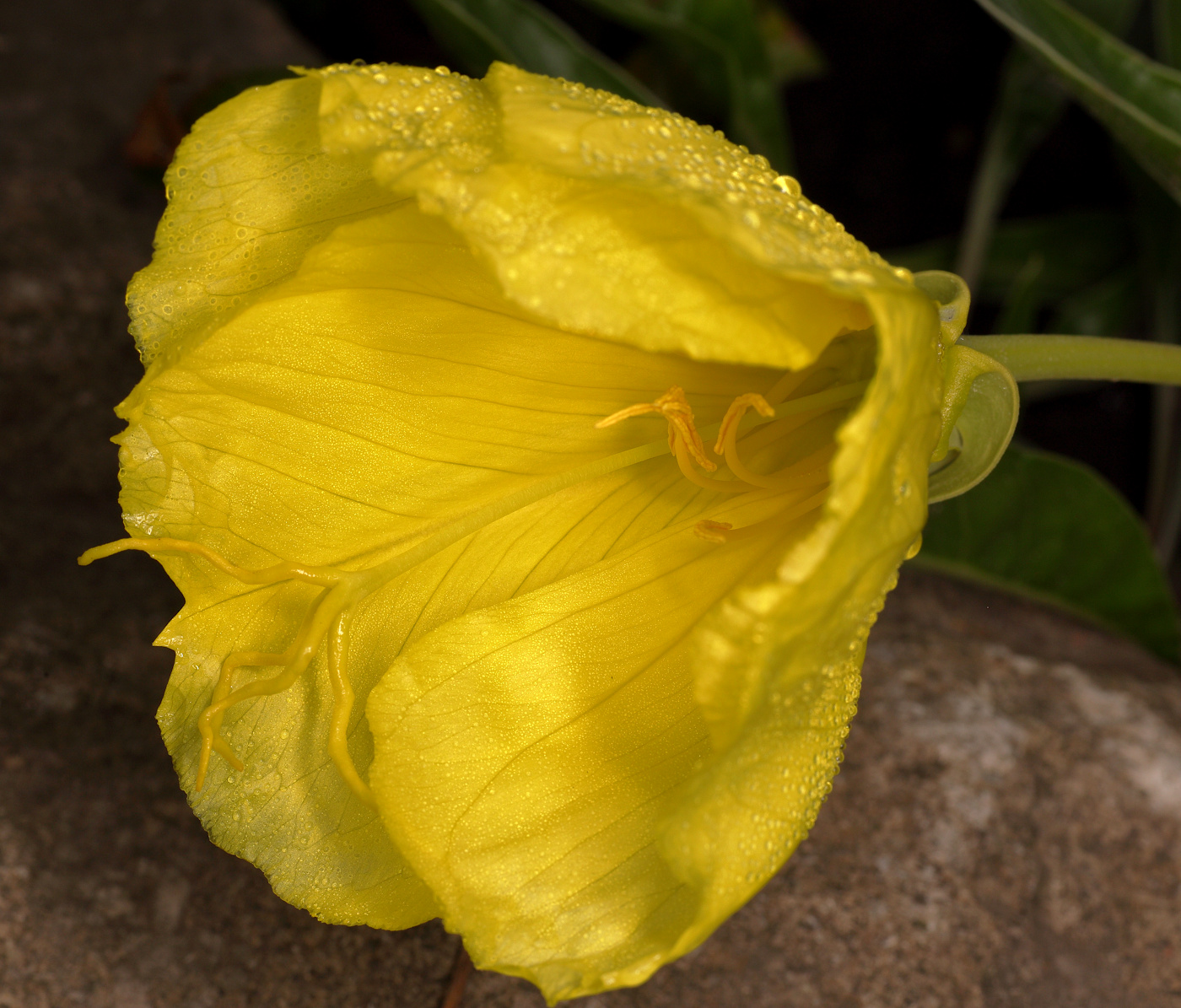 Image of Oenothera macrocarpa specimen.