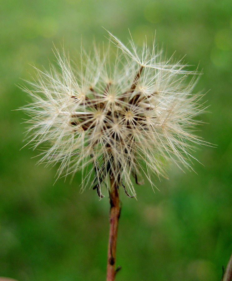 Изображение особи Scorzoneroides autumnalis.