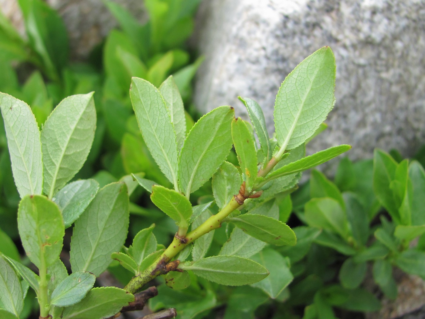 Image of Salix apoda specimen.