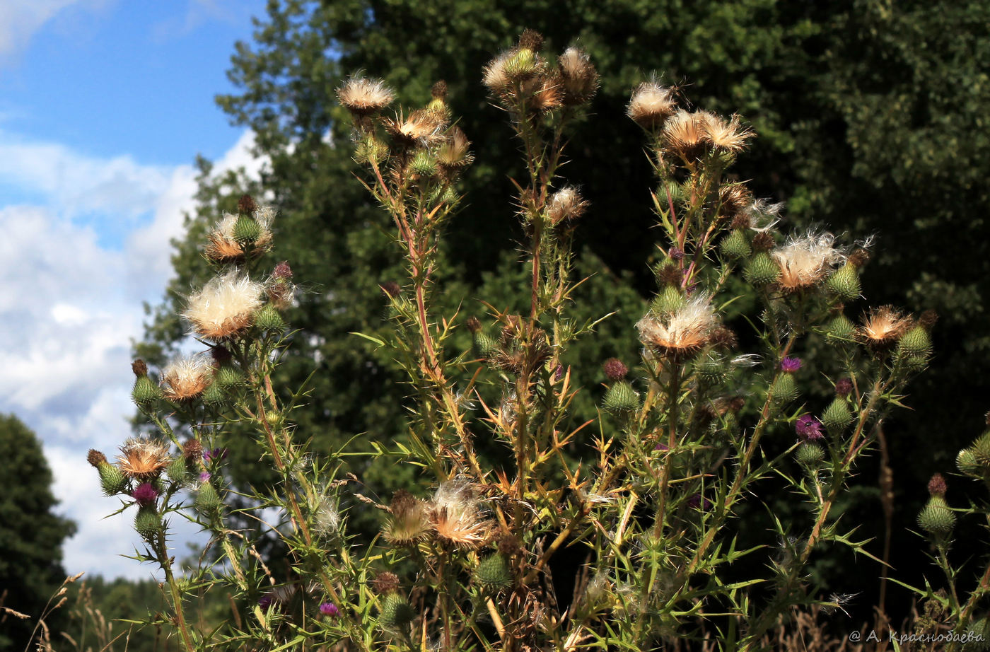 Image of Cirsium vulgare specimen.