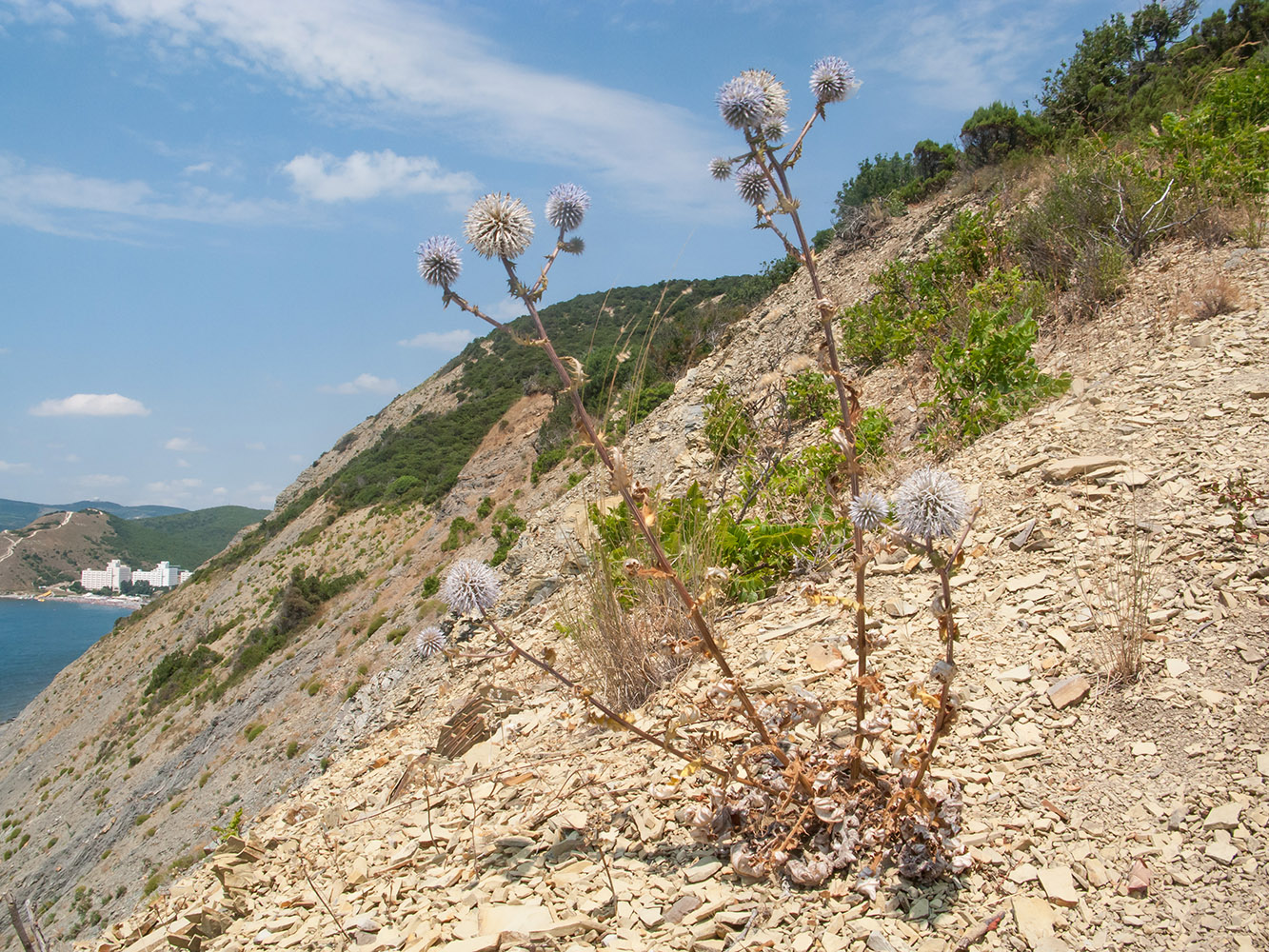 Изображение особи Echinops sphaerocephalus.