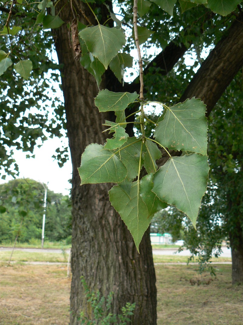 Image of Populus nigra specimen.