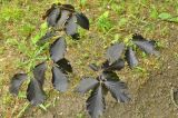 Смотреть изображение Fagus orientalis