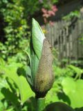 Смотреть изображение Magnolia acuminata