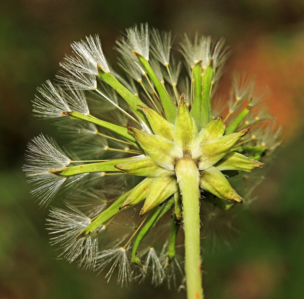 Image of Taraxacum mongolicum specimen.