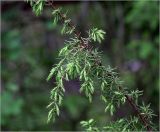 Juniperus communis