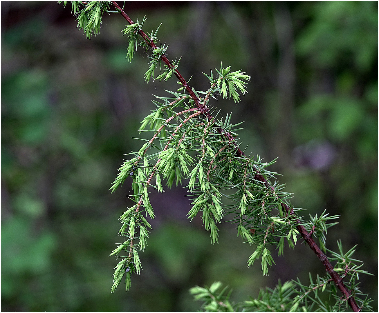 Изображение особи Juniperus communis.