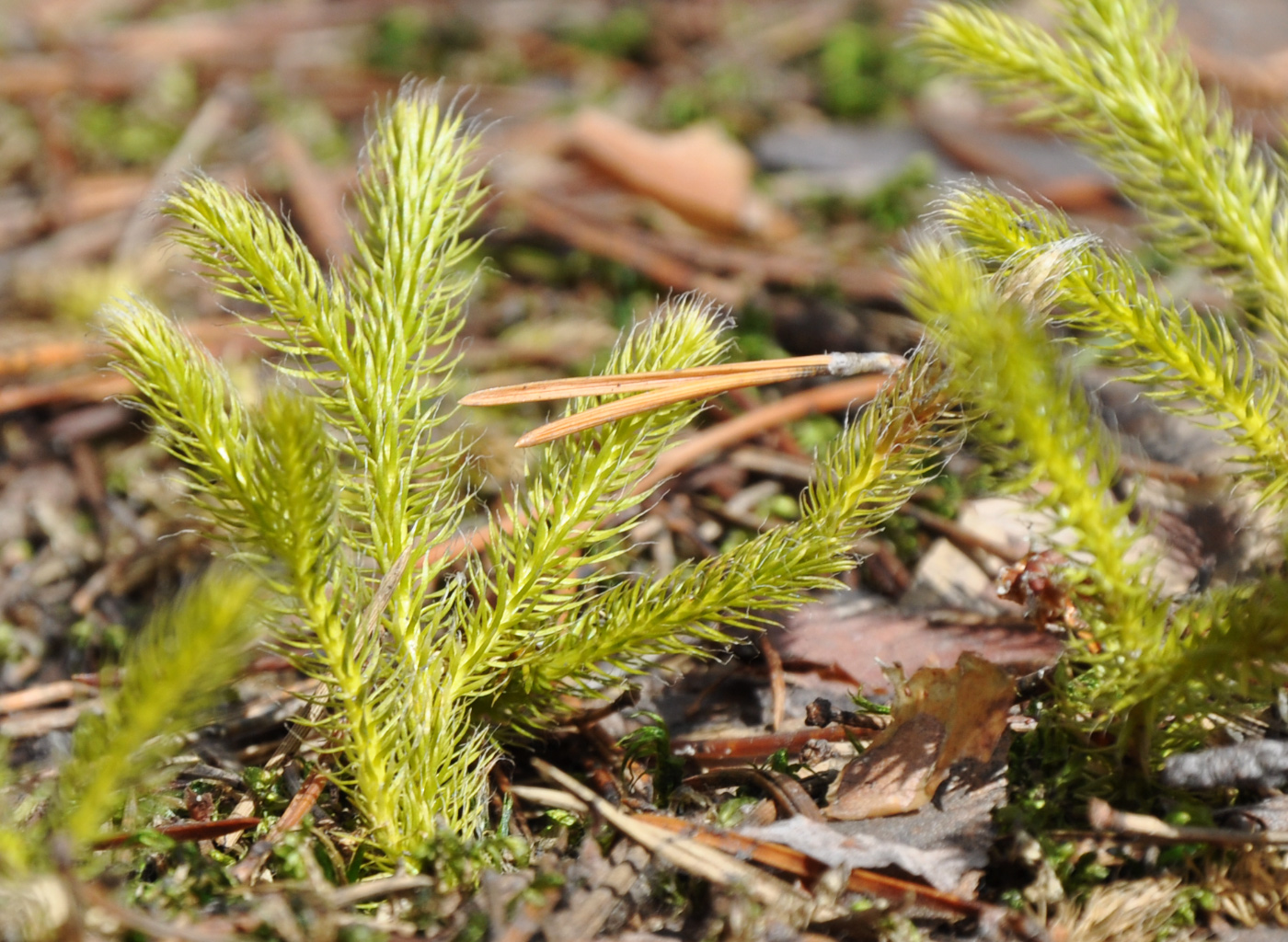 Изображение особи Lycopodium clavatum.