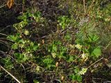 Ribes fragrans. Цветущее растение среди зарослей бутонизирующего Ledum decumbens. Магаданская обл., Хасынский р-н, окр. бывшего пос. Карамкен, водосборный бассейн р. Хасын, правобережный склон. 12.06.2021.