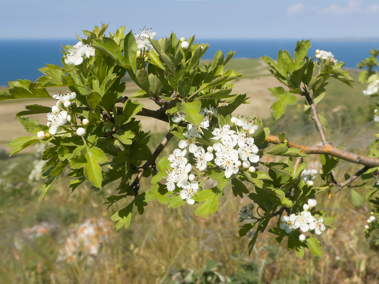 Image of Crataegus rhipidophylla specimen.