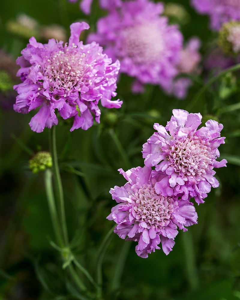 Изображение особи Scabiosa columbaria.