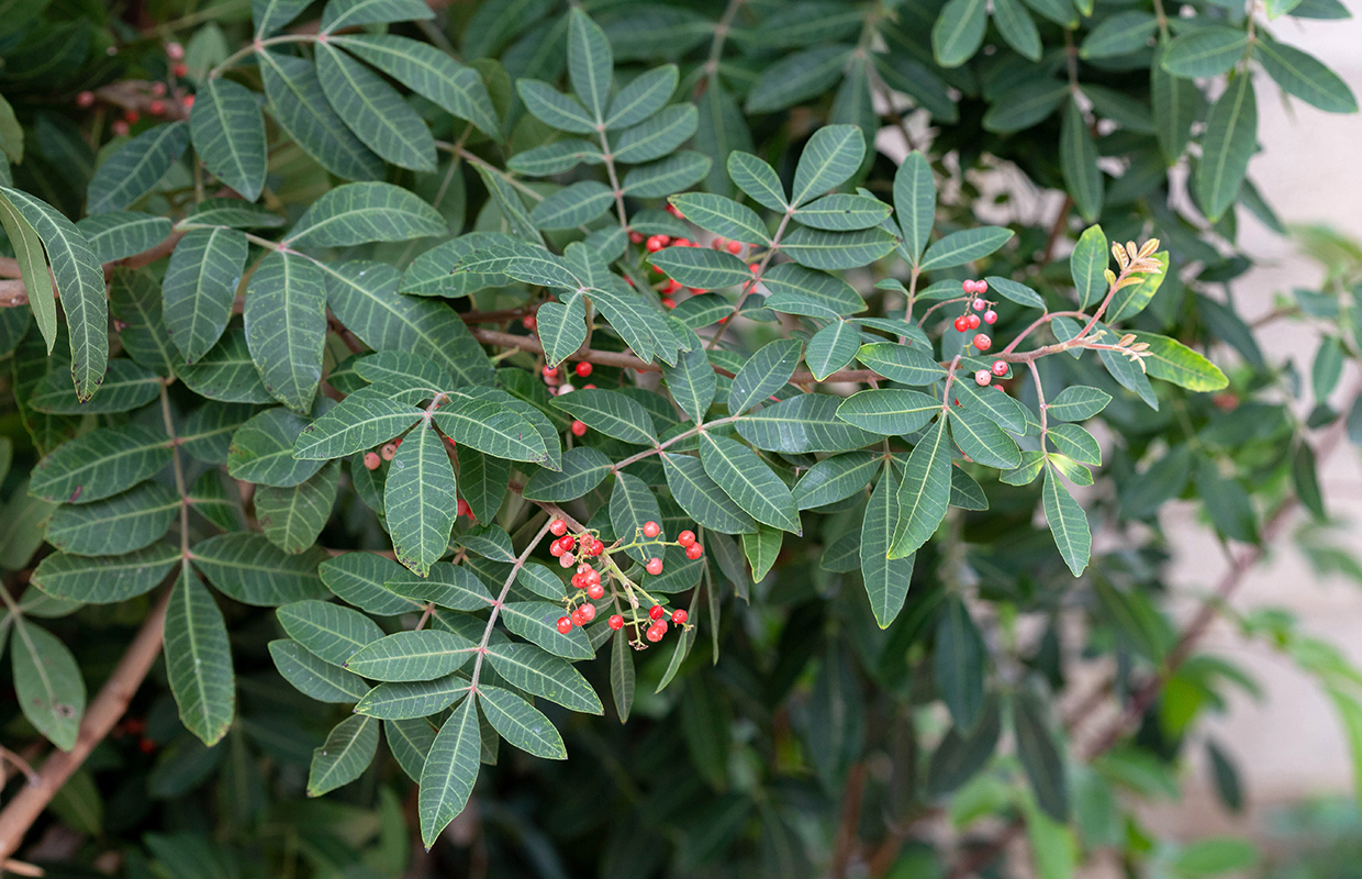 Изображение особи Schinus terebinthifolia.