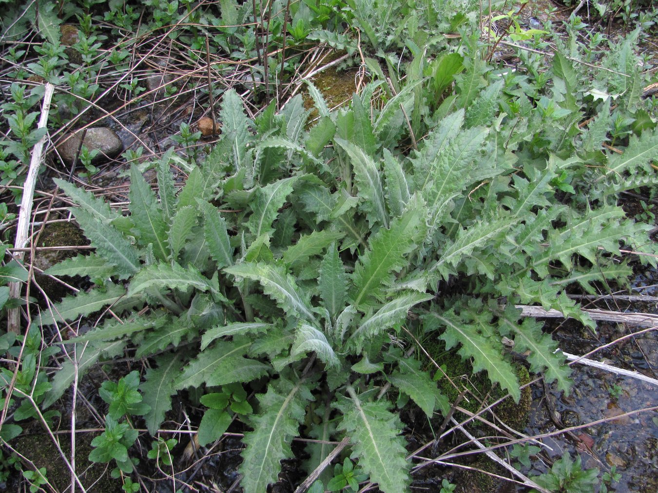 Image of Cirsium svaneticum specimen.