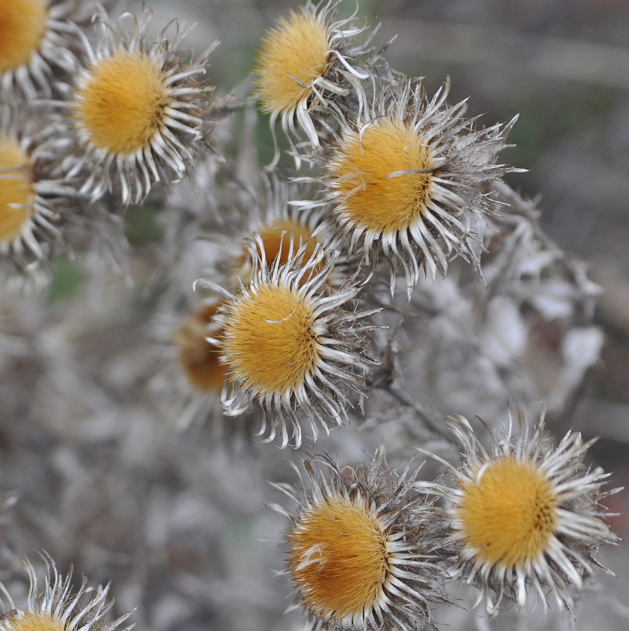 Image of genus Carlina specimen.