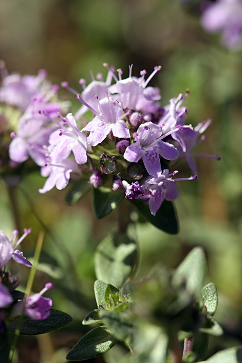 Image of genus Thymus specimen.