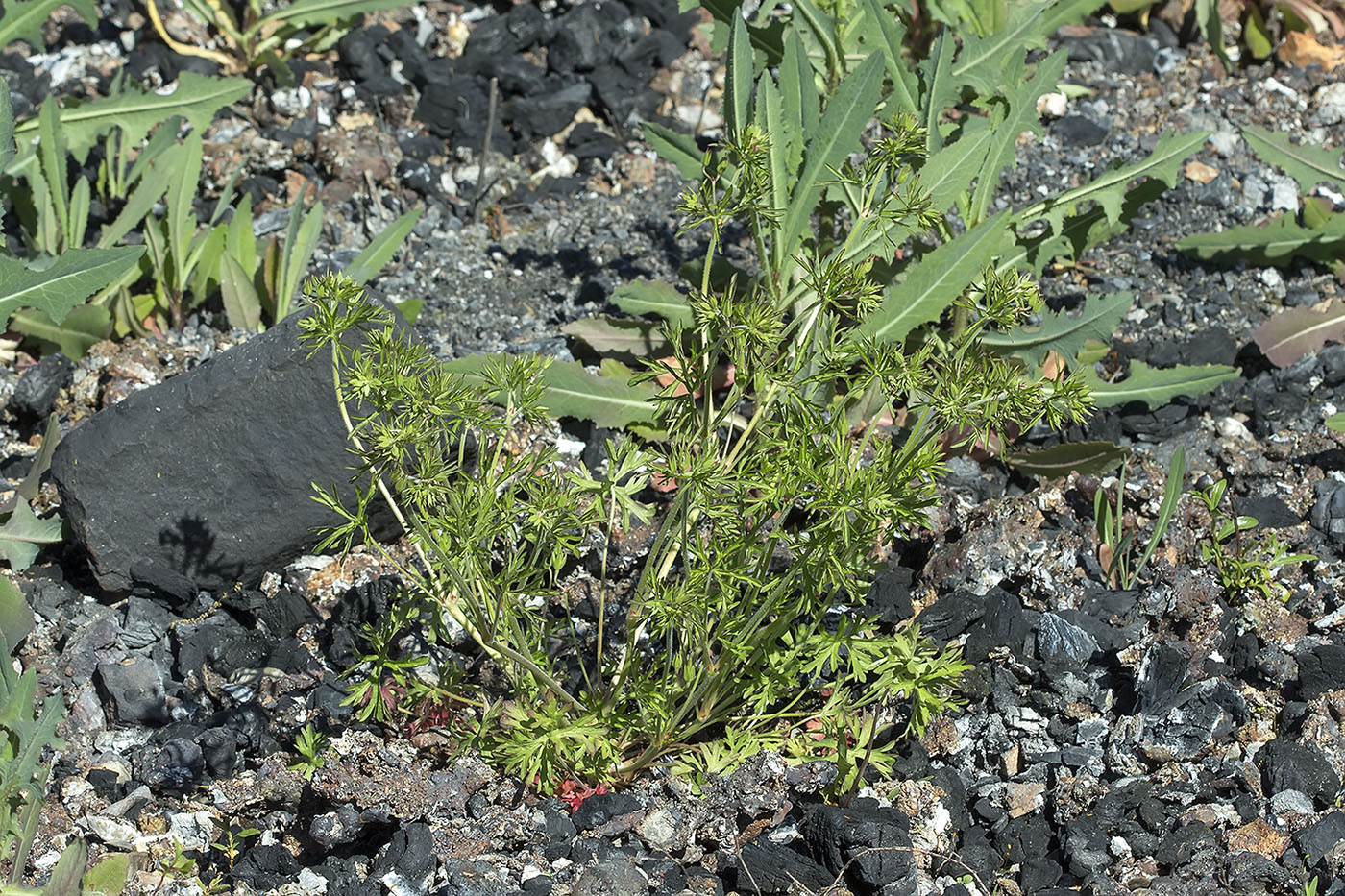 Image of Geranium dissectum specimen.