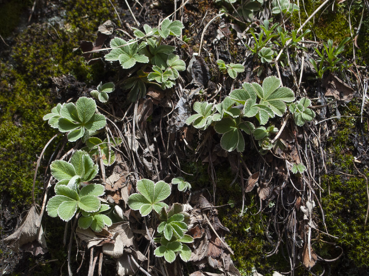 Image of Potentilla brachypetala specimen.