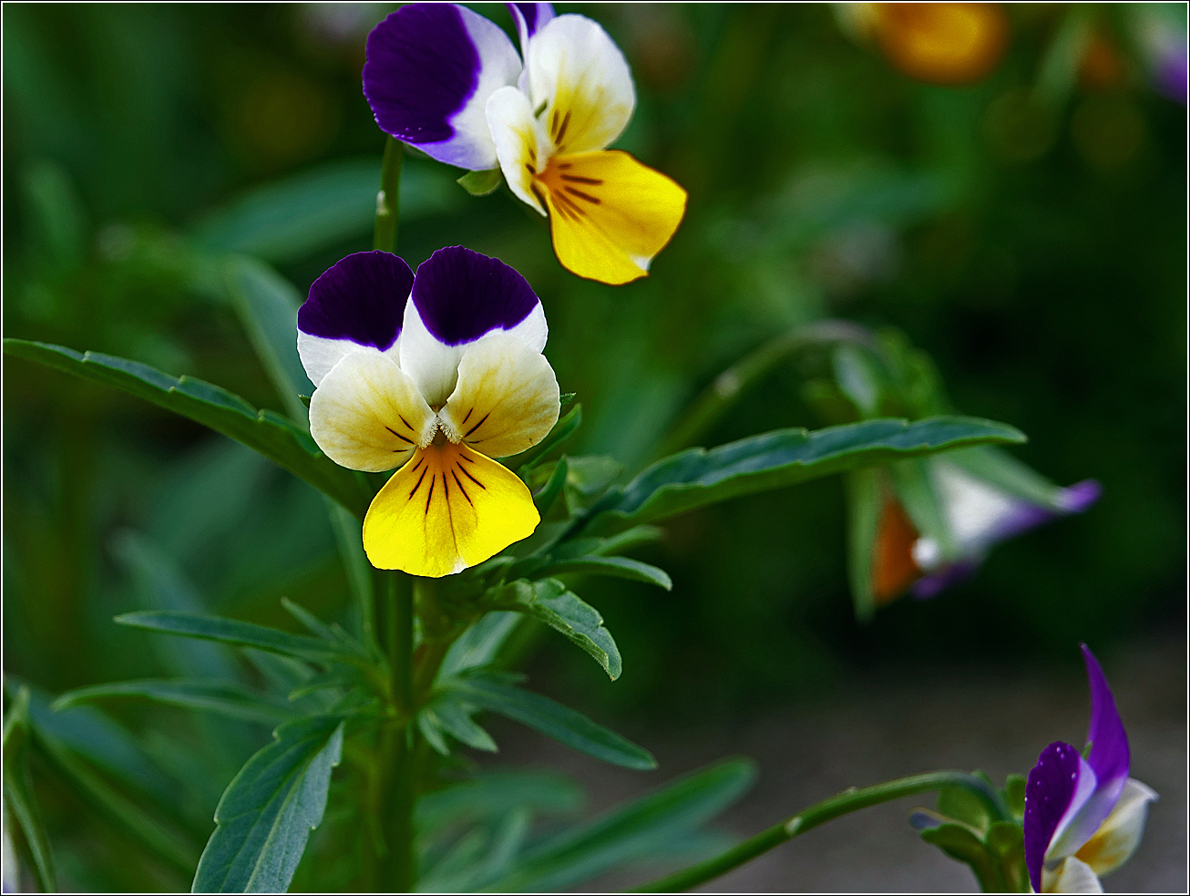 Image of Viola wittrockiana specimen.