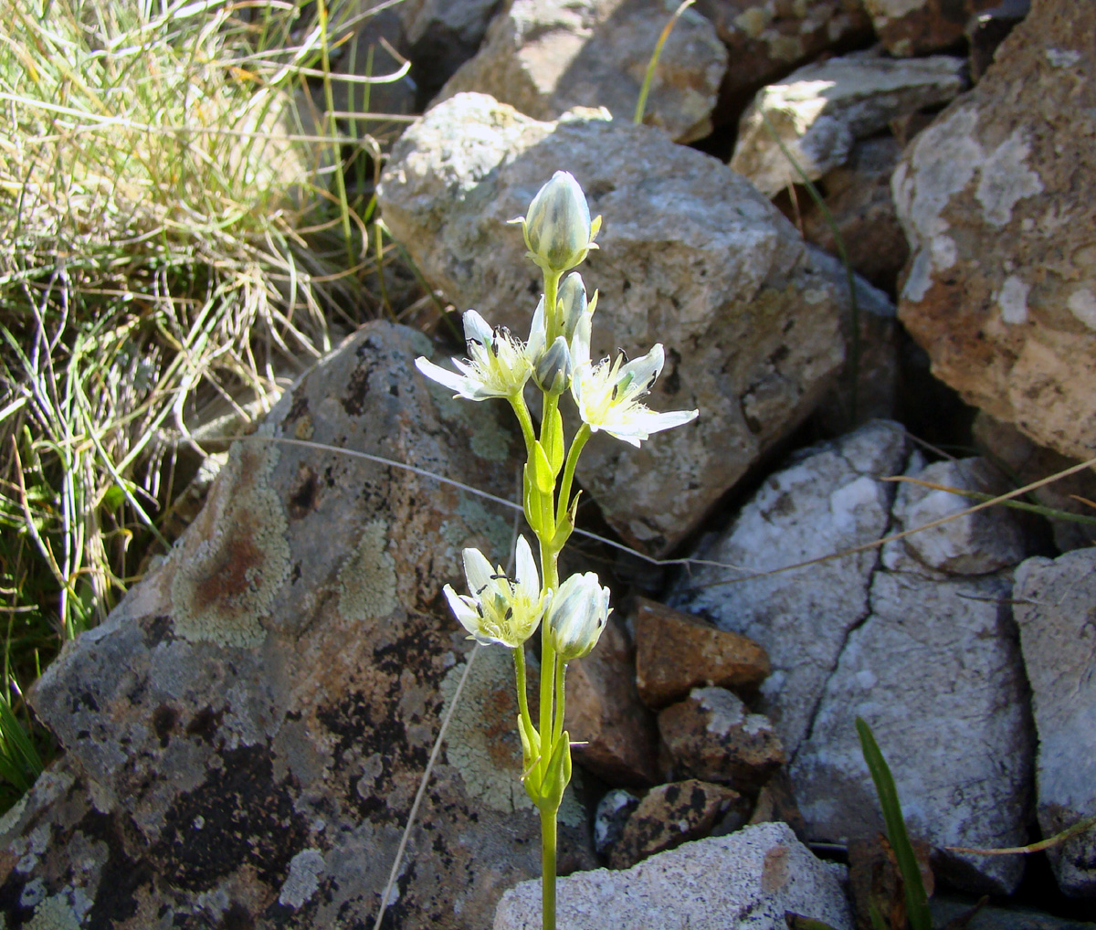 Image of Swertia gonczaroviana specimen.