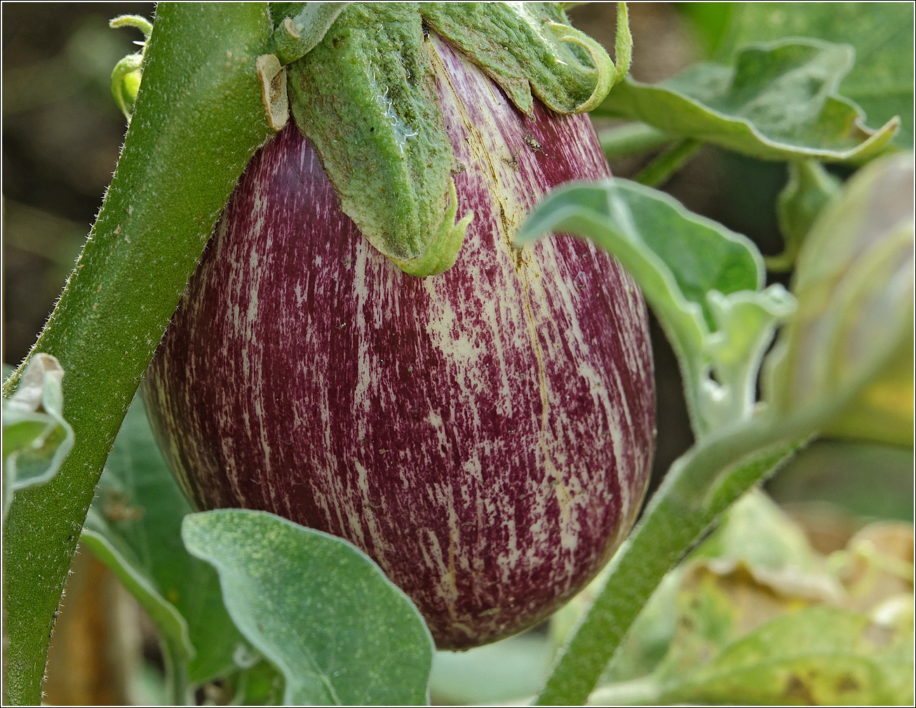 Image of Solanum melongena specimen.