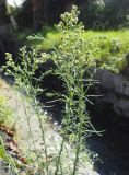 genus Conyza. Цветущее растение. Абхазия, г. Сухум, обочина дороги. 25.09.2022.