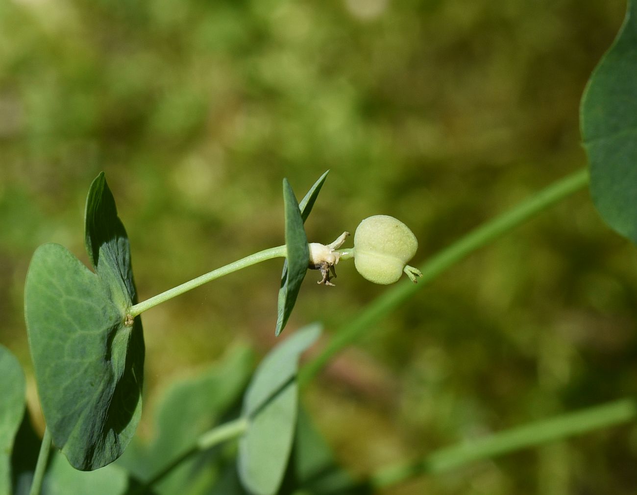 Изображение особи Euphorbia macroceras.