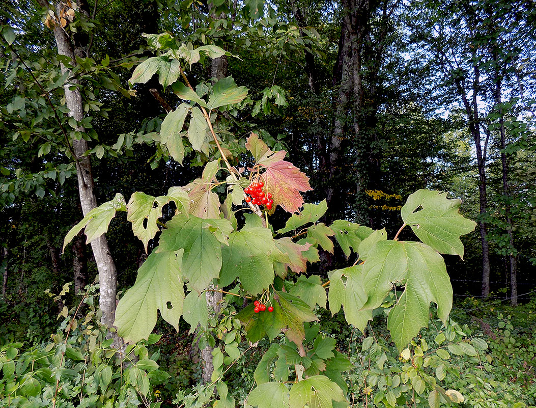 Image of Viburnum opulus specimen.